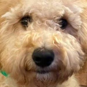 Meet your Posher, Yasser